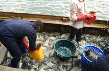 Income generation by the youths in cage culture of tilapia in Lake Kivu, DRC. Photo by Janvier Mushangalusa.jpg